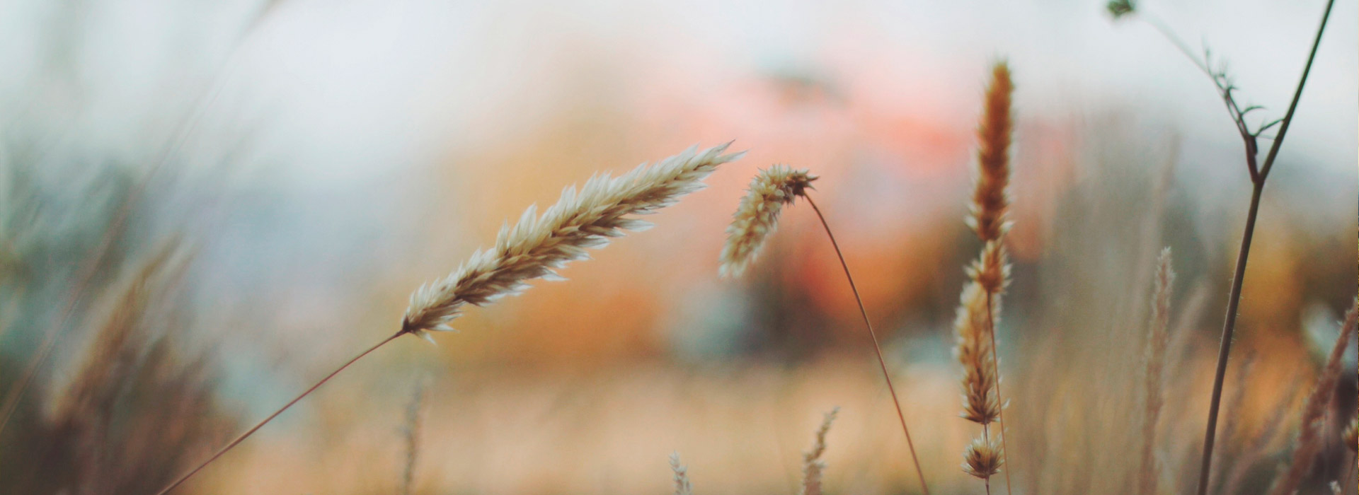 无感知升级的手机号轰炸免费在线网站