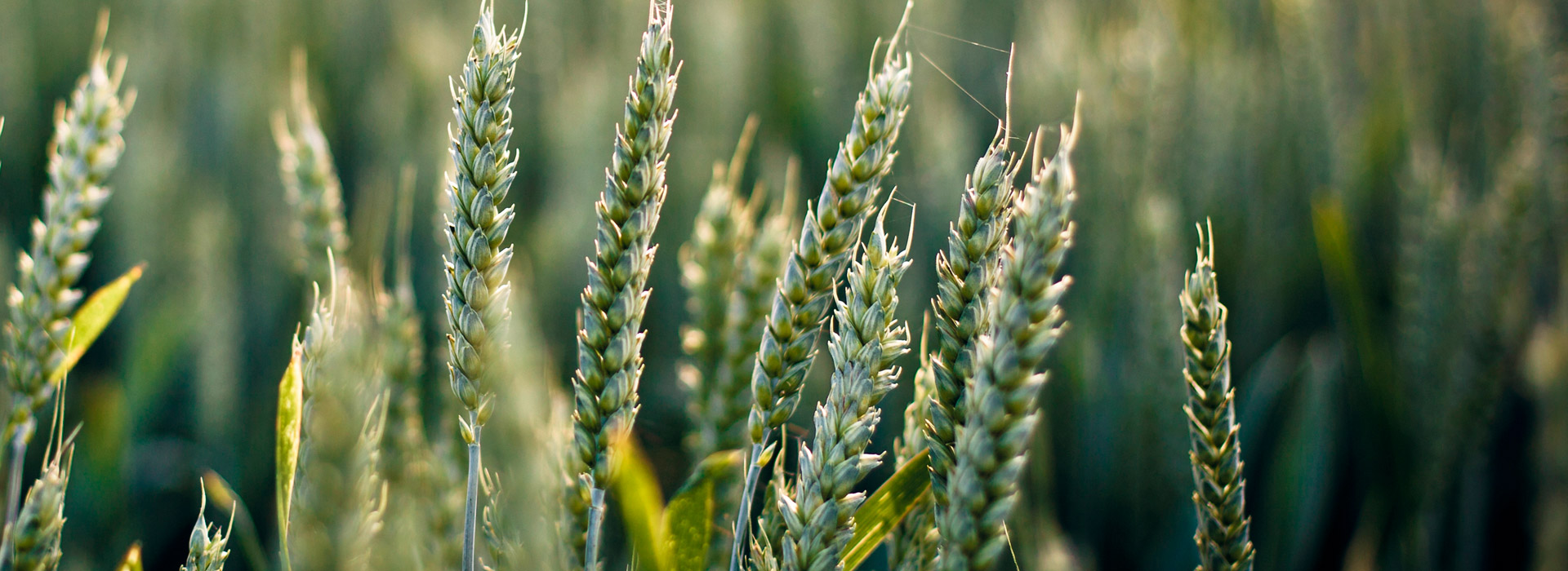 在线网页使用电话轰炸机